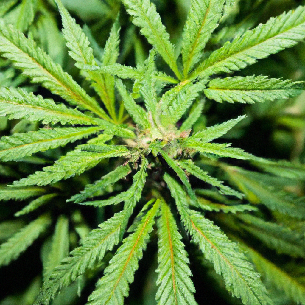 Put This in Your Pipe and Smoke it: Trailblazing High Times with Colorado’s Cultivation Master