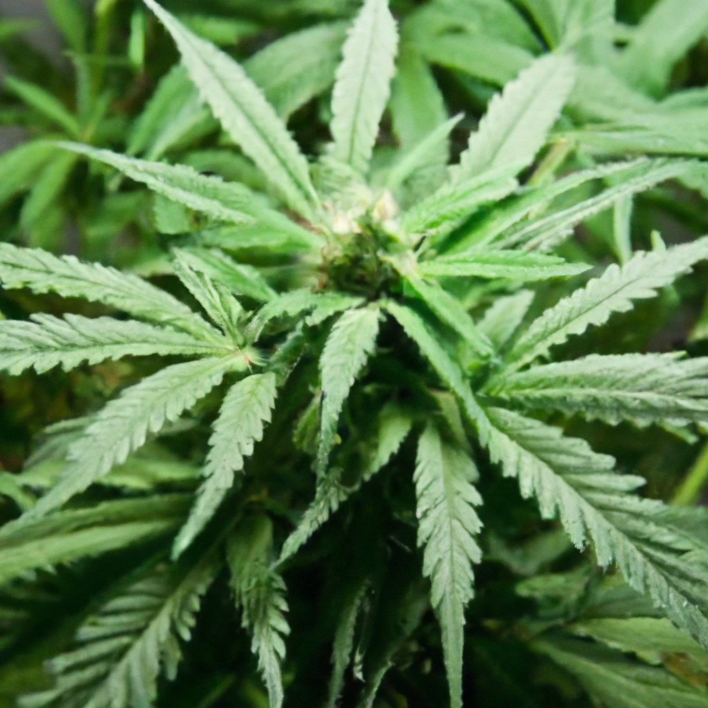 Secrets to Sustainable Cannabis Cultivation: A Beginner’s Guide