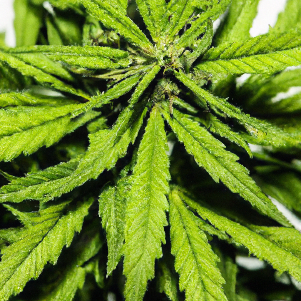 The Fragrant World of Terpenes: More Than Aromas