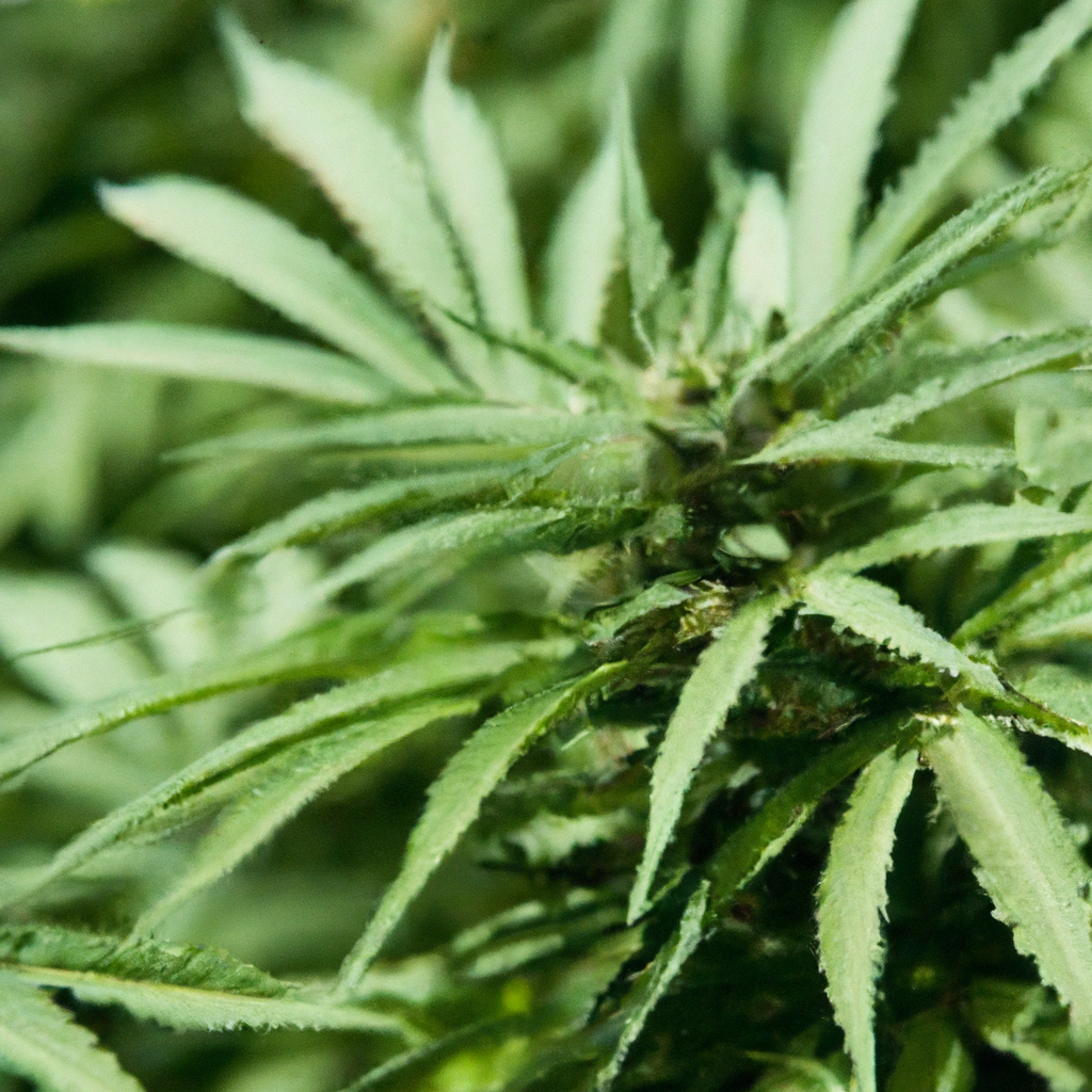 Magic’s Favorites: Secrets of Water-Wise Cannabis Cultivation