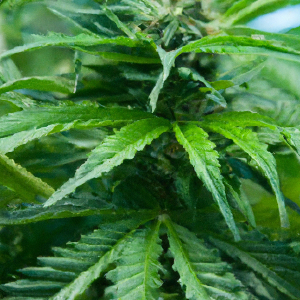 Cannabis Potency: The Silent Influence of Altitude