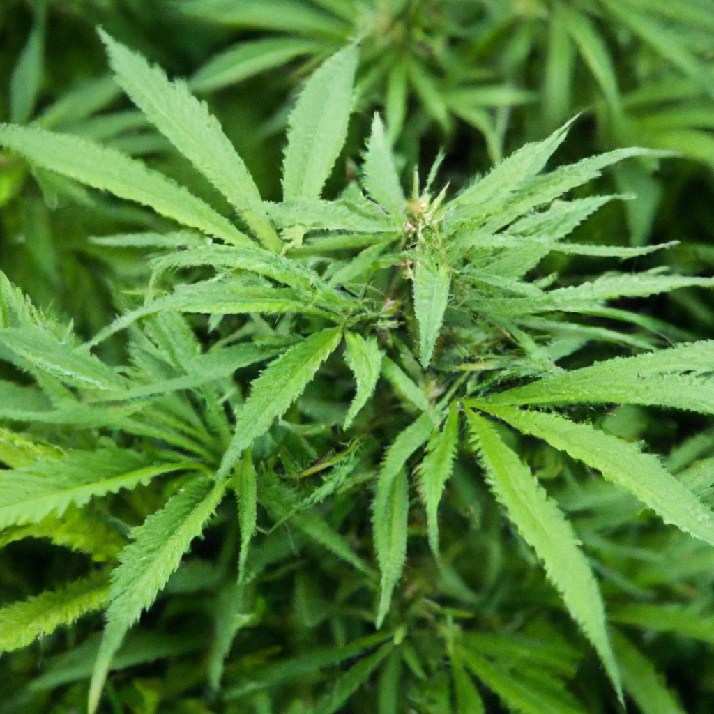 The Magic of Cannabis Infused Permaculture
