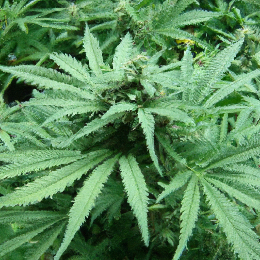 Harnessing Local Resources for Sustainable Cannabis Cultivation