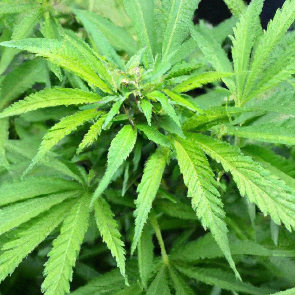 Unlocking the Potential of Companion Planting in Cannabis Cultivation