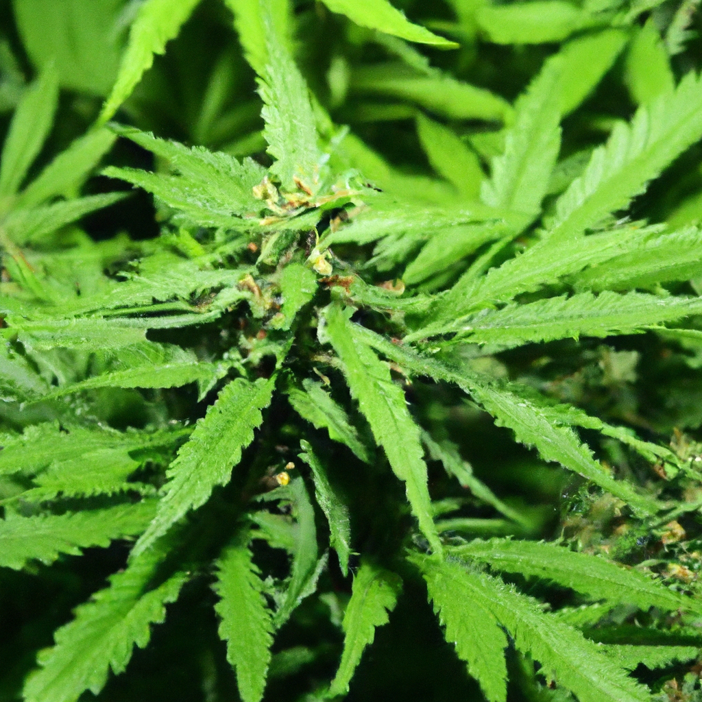Sustainable Cannabis: Maximizing Yield with Minimal Impact