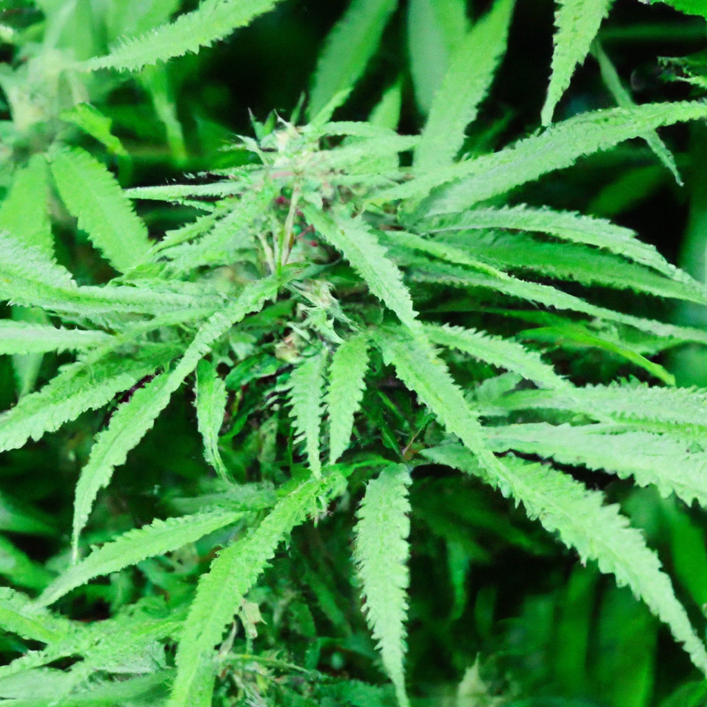 Discovering the Art of High-Yield Cannabis Cultivation