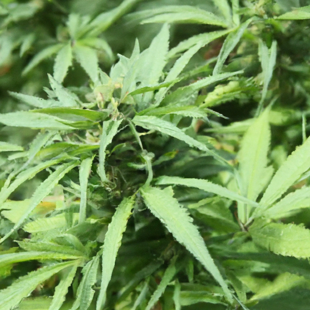 Cultivating with the Earth: Sustainable Cannabis Practices
