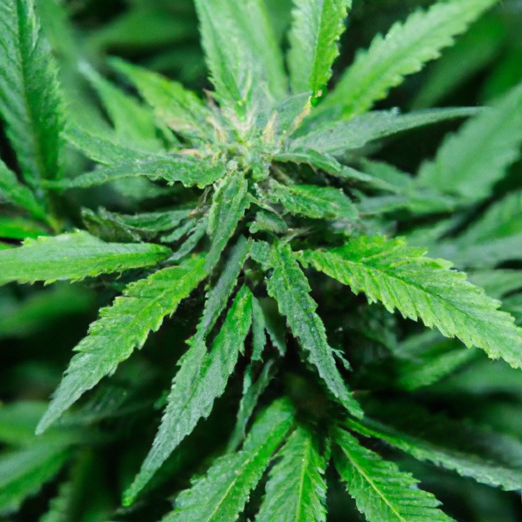 Dynamic Nutrient Management: Optimizing Cannabis Growth