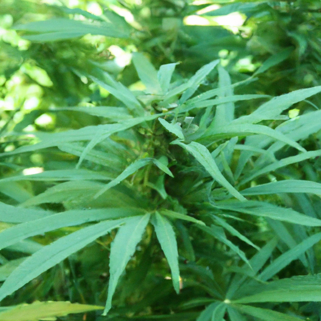 The Silent Symphony of Cannabis Cultivation