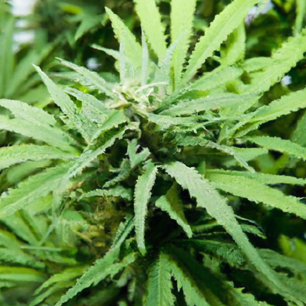 High-Altitude Cannabis: Unveiling the Unique Challenges