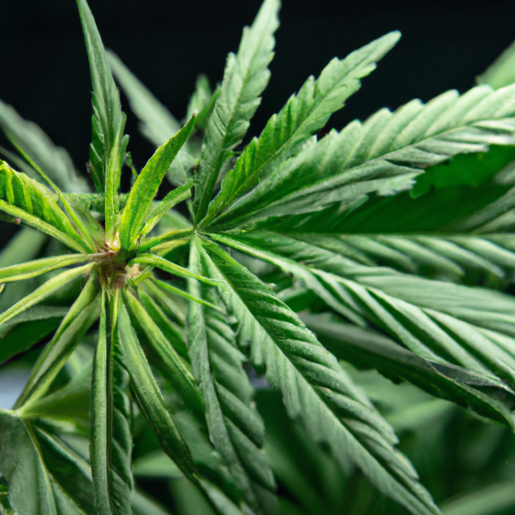 The Medicinal Marvels of Cannabis for Migraine Relief