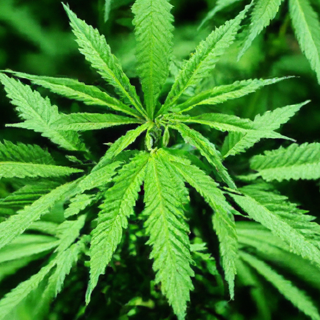 The Eco-Advantage: Unveiling Sustainable Cannabis Traits