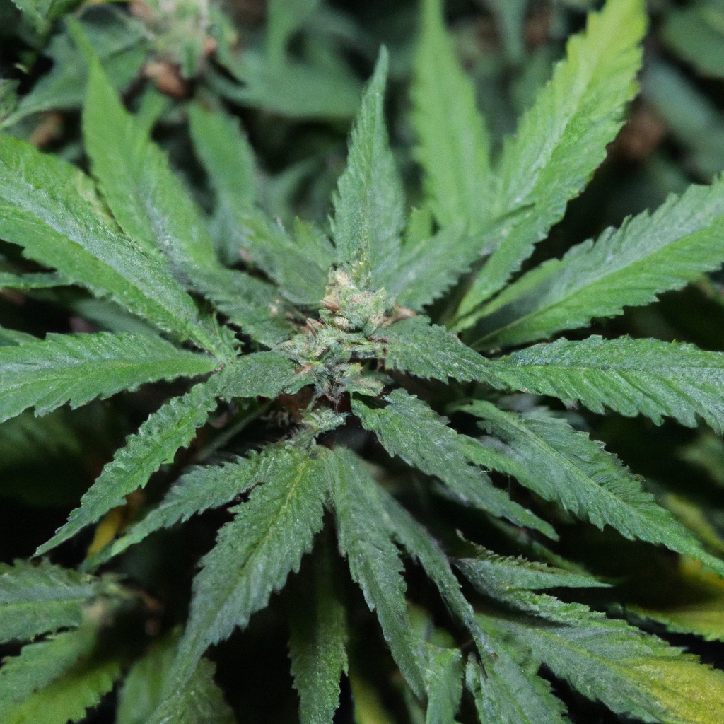 Color and Culture: Crafting Cannabis Experiences