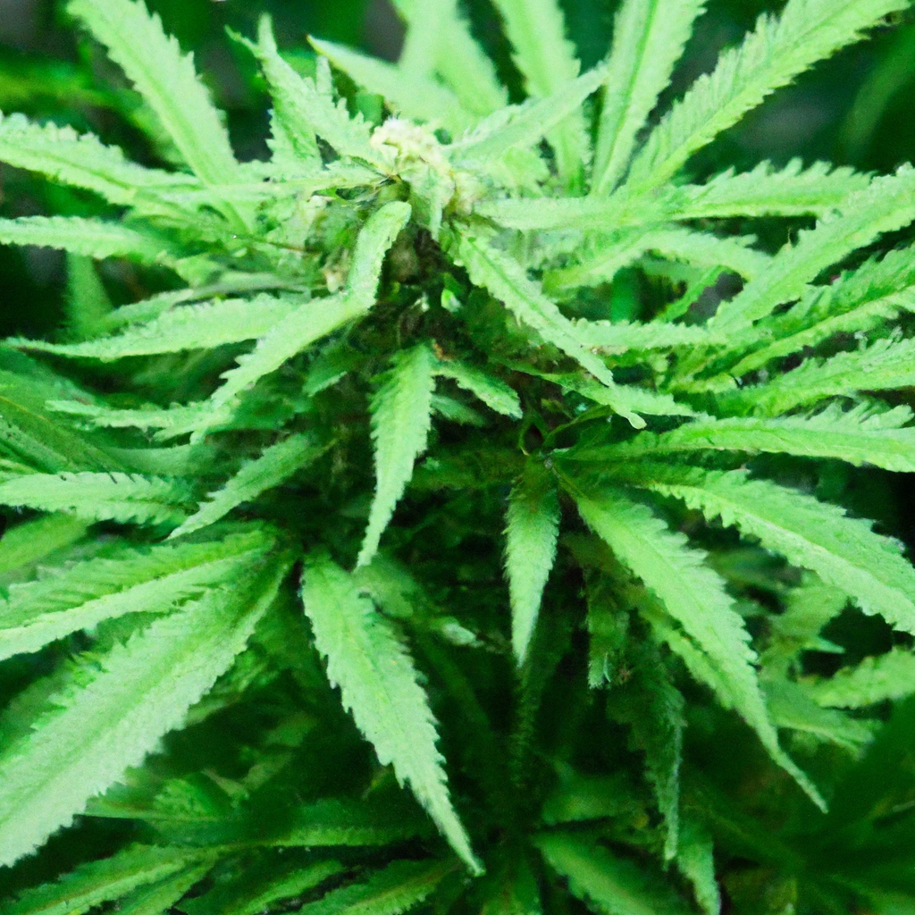 Elevate Your Cannabis Experience: High-Altitude Insights