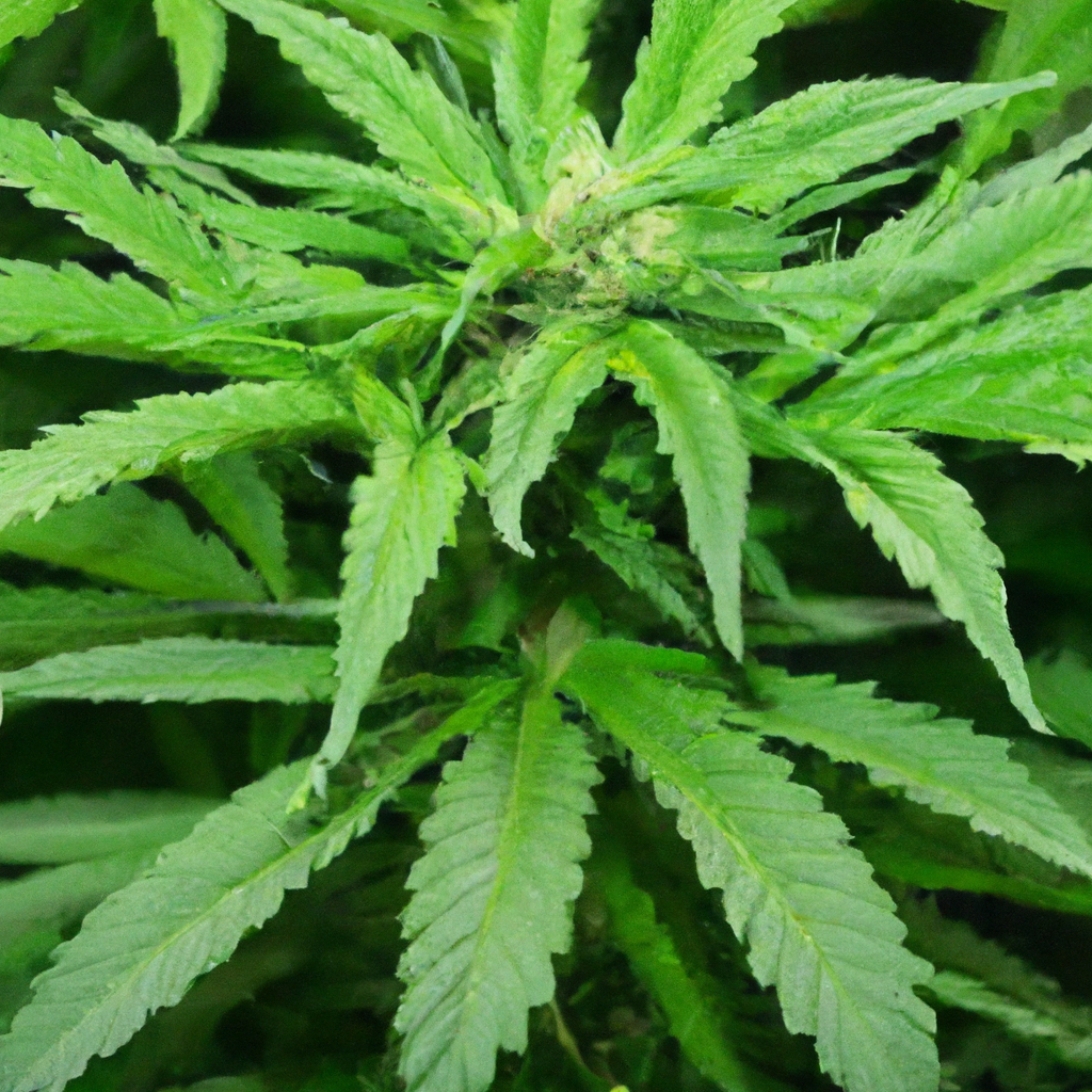 The Magic of Sustainable Cannabis Practices
