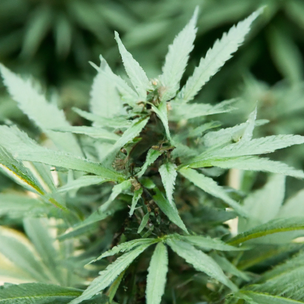 Elevate Your Grow: High-Altitude Challenges and Solutions