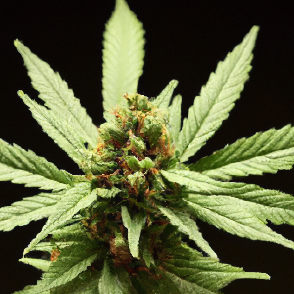 The Silent Revolution: Modern Cannabis Advocacy