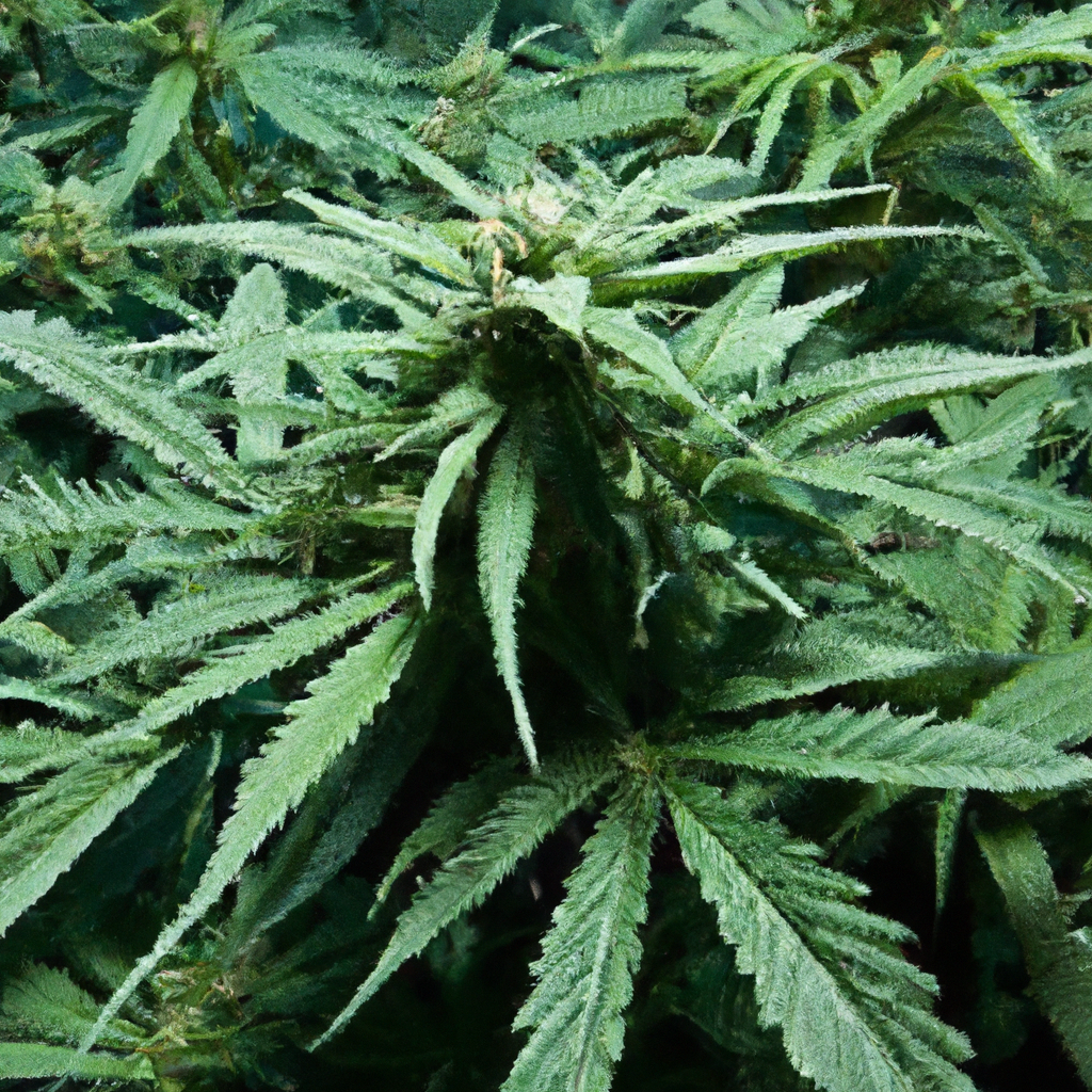 Magic’s Favorites: Exploring Advanced Water Conservation in Cannabis Cultivation