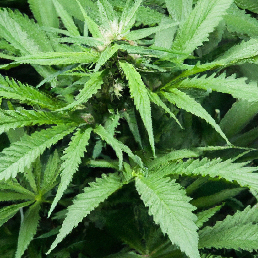 Exploring the Role of Smart Sensors in Cannabis Cultivation