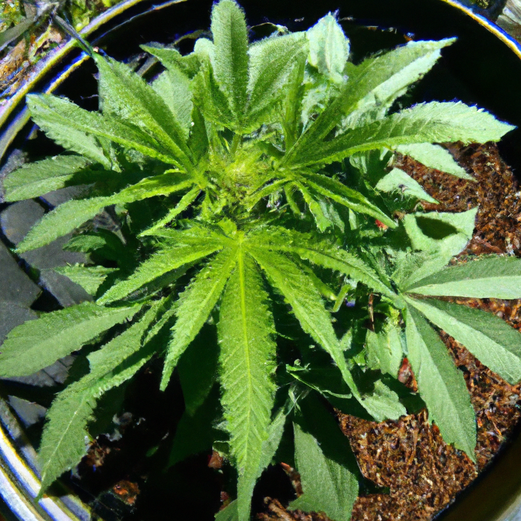 Cannabis Care: Beginner’s Guide to Optimal Watering