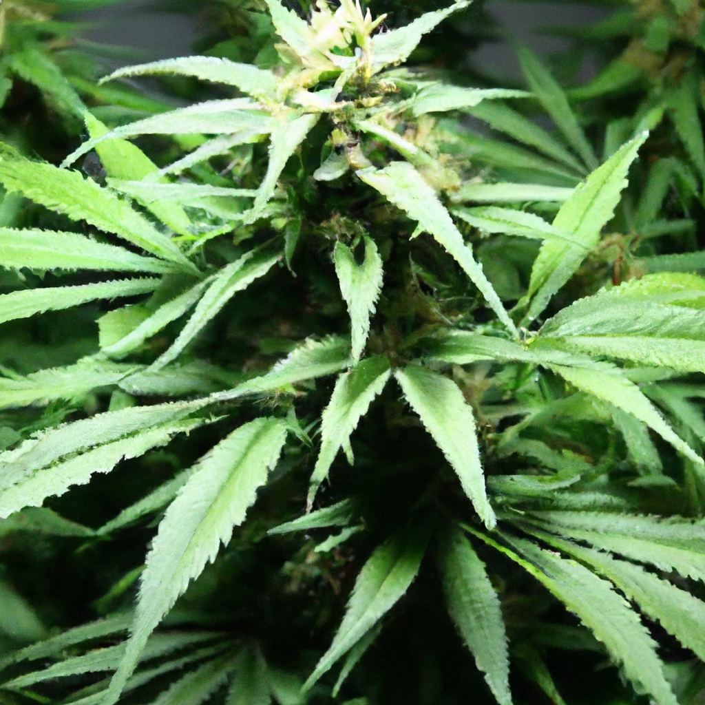 Mastering Cannabis Light Schedules: A Grower’s Guide
