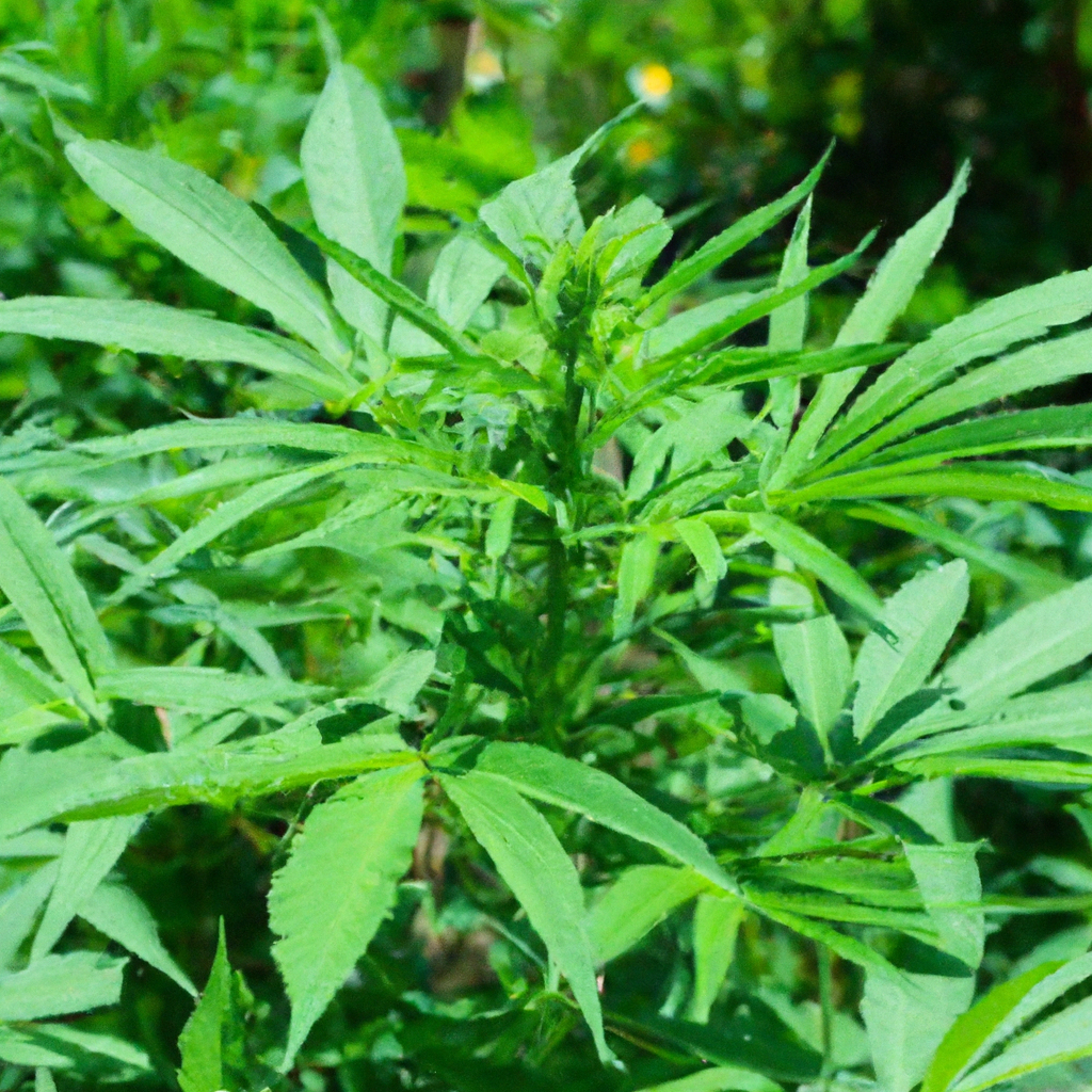 Sustainable Cannabis: The Power of Natural Pollinators