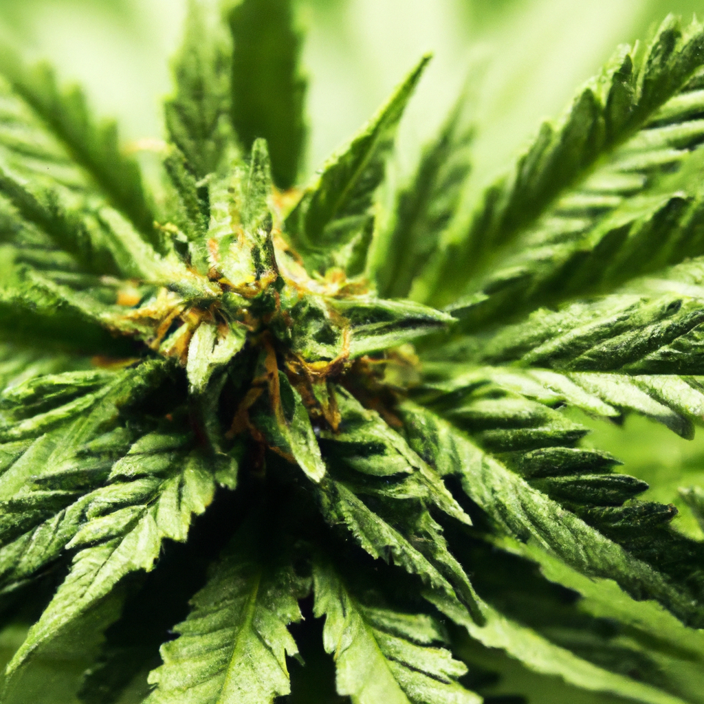 The Cannabis Community: Building Bonds and Breaking Stigmas