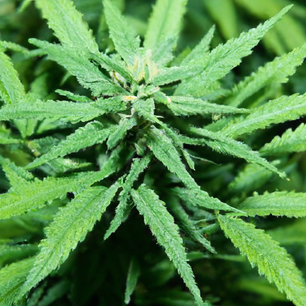 Unlocking Nature’s Secrets: Cannabis Soil Alchemy
