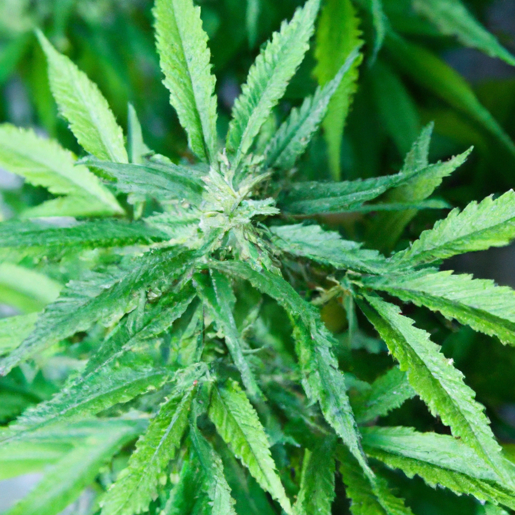 Mastering High-Altitude Cannabis Techniques