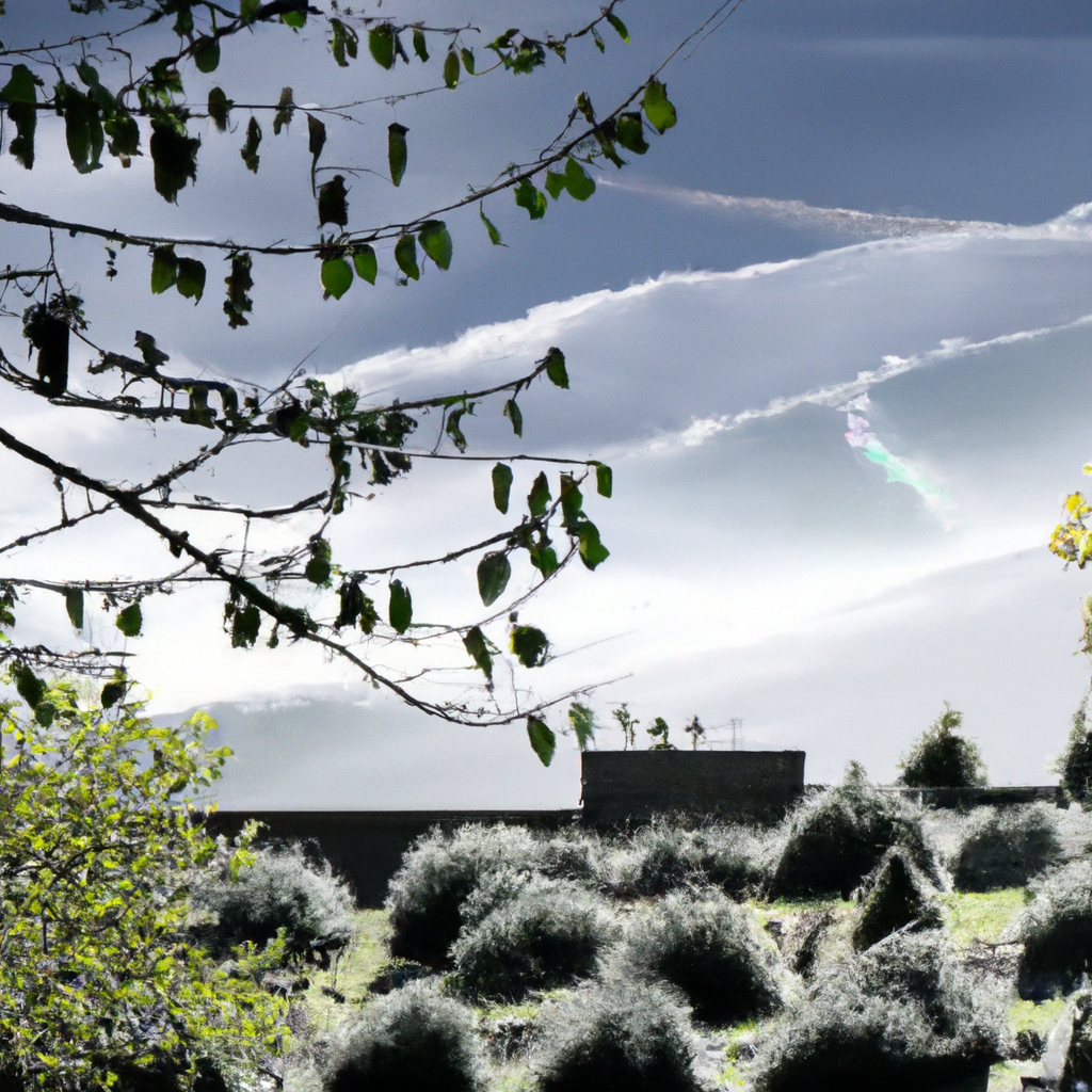 Harnessing Sunlight: The Art of Outdoor Cannabis Cultivation