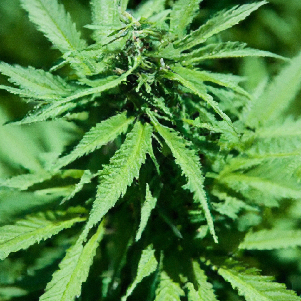 The Essence of High-Altitude Cannabis Growing