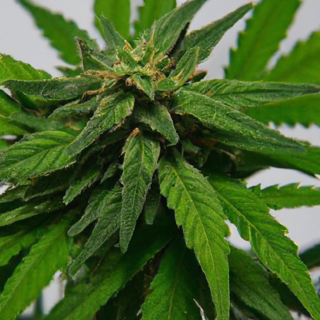 Magic’s Favorites: Crafting Cannabis Success Stories
