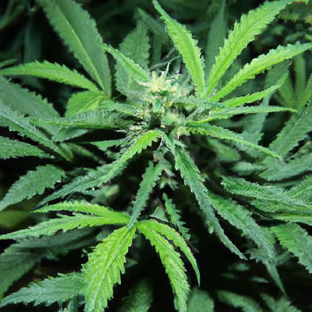 Starting Out with Cannabis: Simple Solutions for Beginners