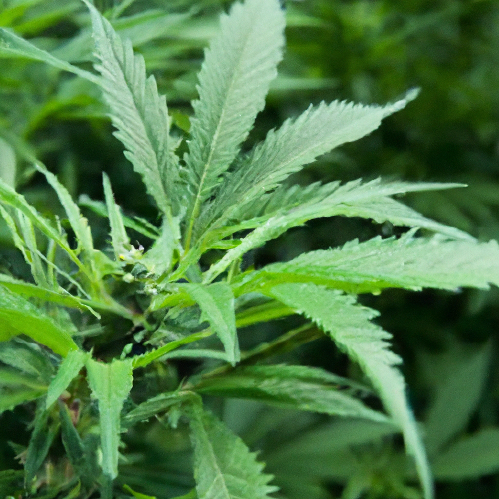 Discovering the Heart of Cannabis: From Soil to Harvest