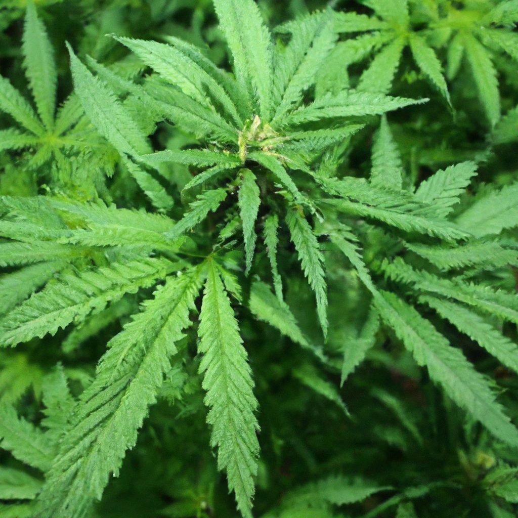 Magic’s Favorites: Cultivating Cannabis for Medicinal Benefits