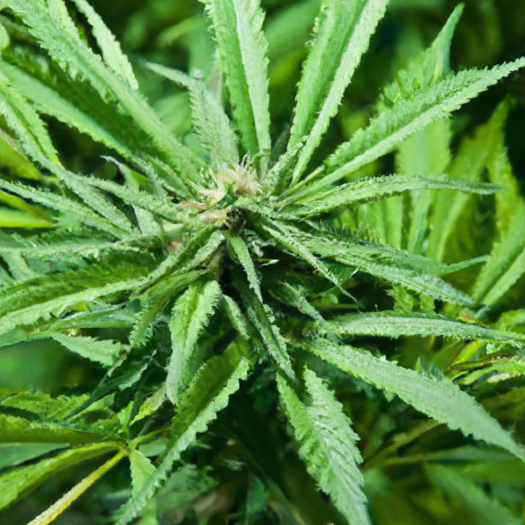 Thriving Outdoors: Mastering Cannabis Seasonality