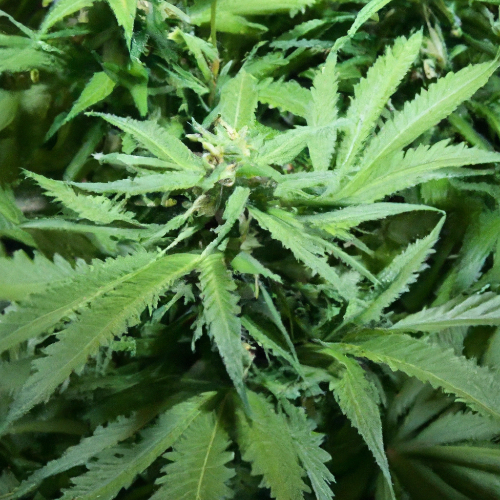 Cannabis Sustainability: A Beginner’s Walkthrough