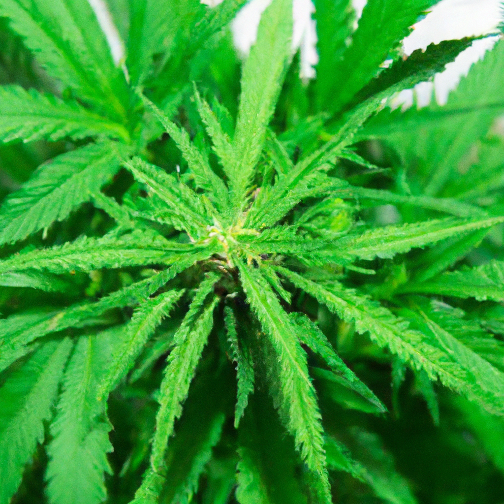 The Role of Terpenes in Cannabis Experience