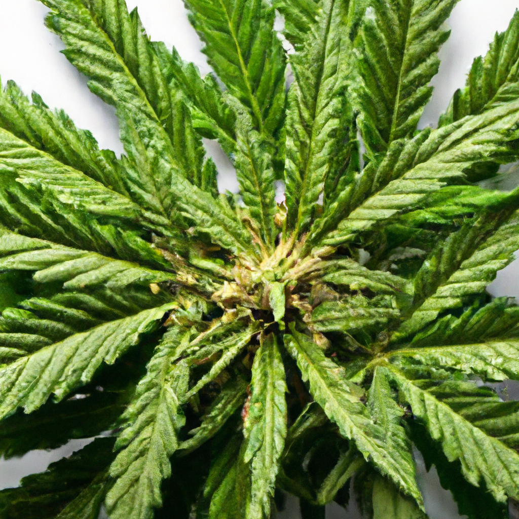 Beyond Bud: Understanding Cannabis Marketing in the Digital Age
