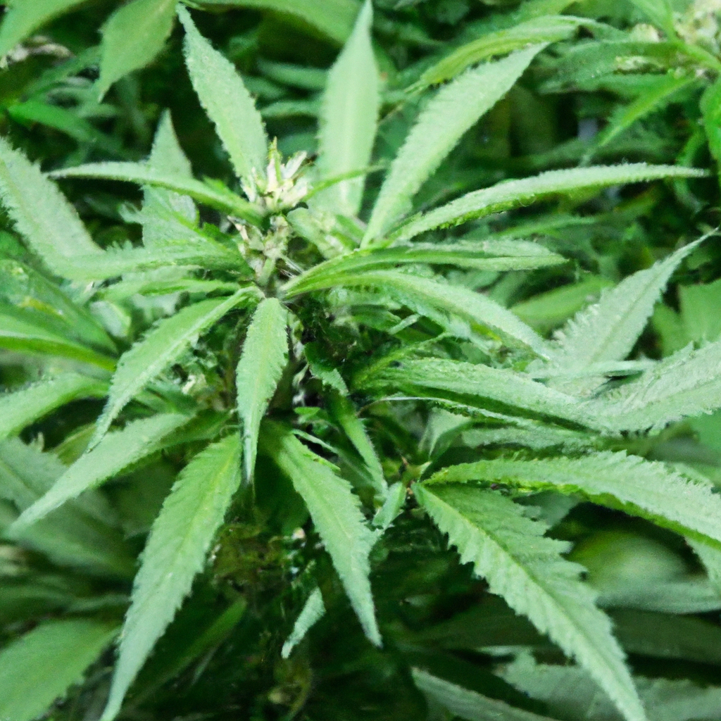 Maximize Your Grow with Precision Nutrient Management