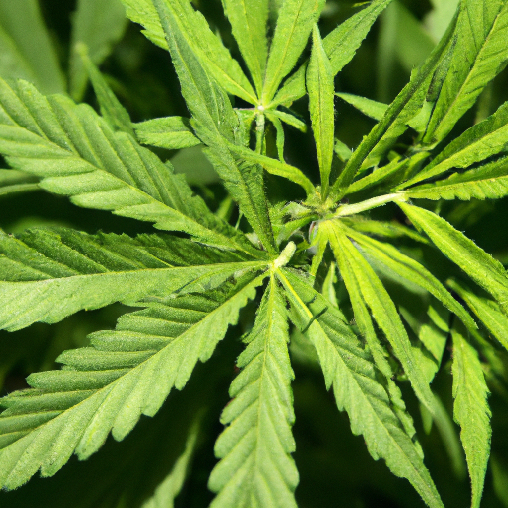 Unveiling Cannabis Branding Strategies