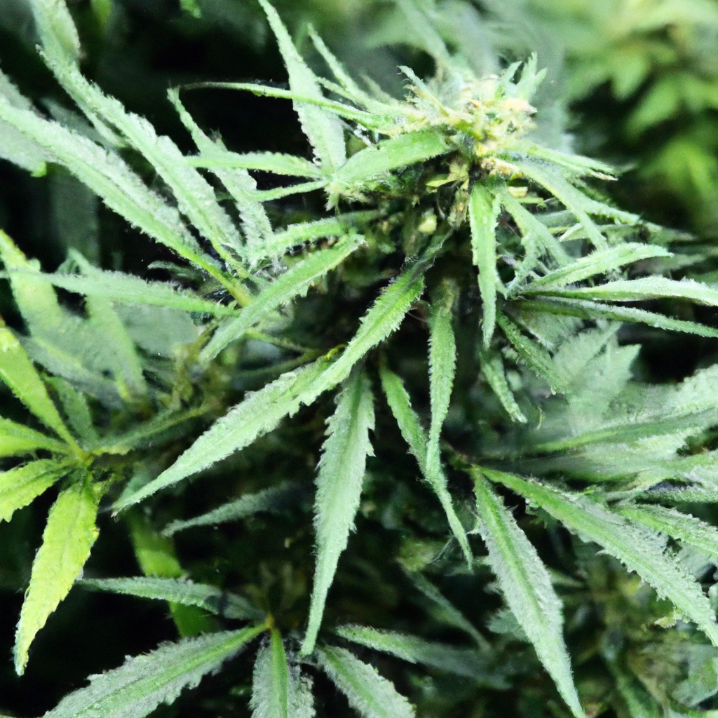 The Art of Phenotype Hunting in Cannabis Cultivation
