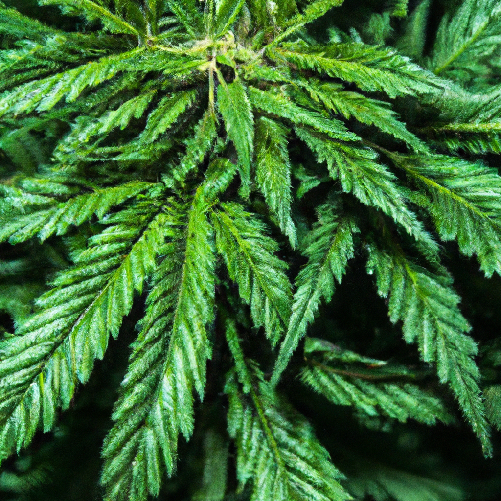 Cannabis Water Efficiency: Reducing Waste, Enhancing Growth