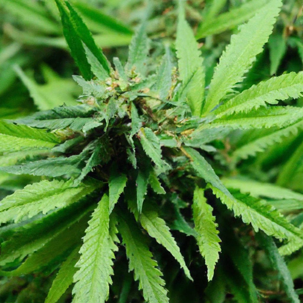Magic’s Favorites: Harnessing High-Altitude Cannabis Genetics