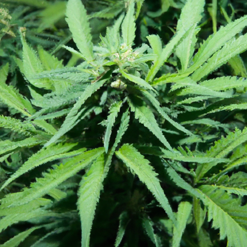 Magic’s Favorites: Exploring Cannabis Water-Conscious Practices