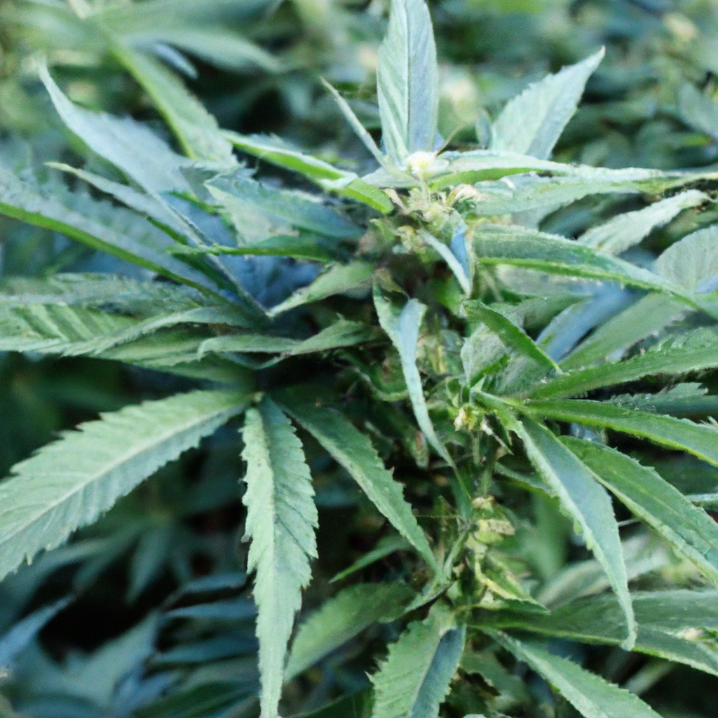 Innovation in Drought-Resilient Cannabis Cultivation