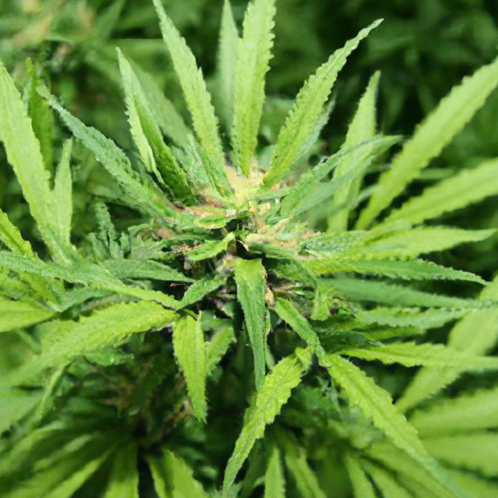 The Magic of Organic Cannabis Cultivation