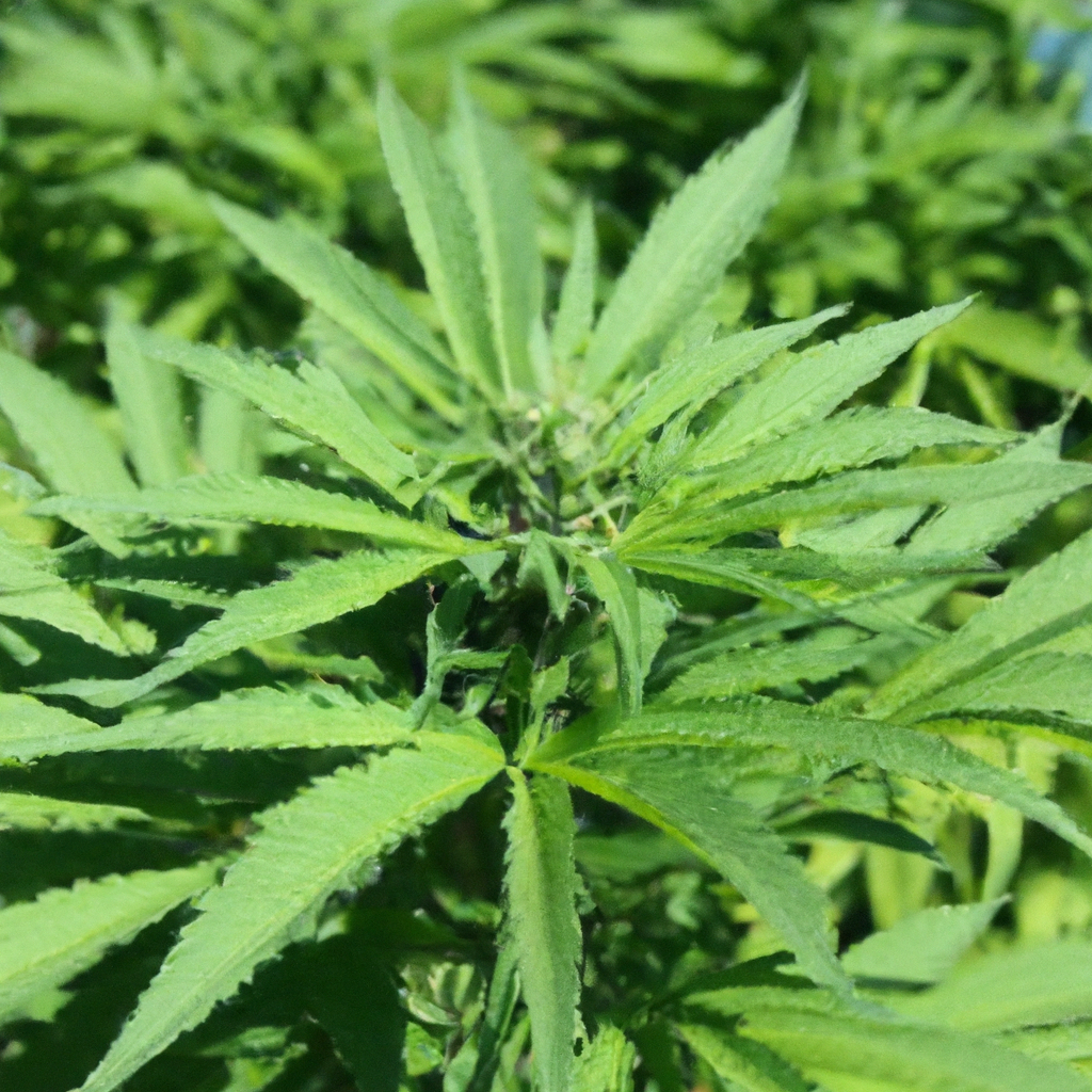 Cultivating Sustainability: The Art of Organic Cannabis Growing