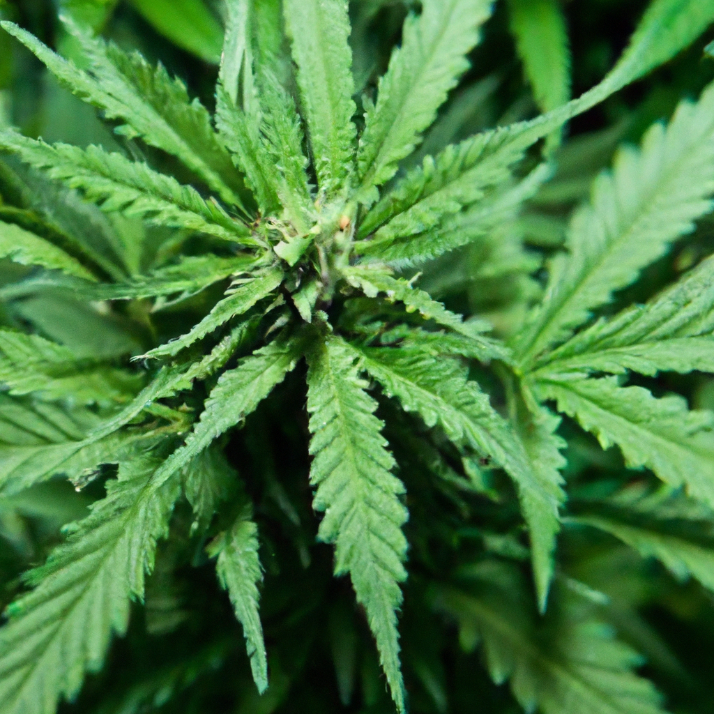 Crafting The Perfect Cannabis Strain: High-Altitude Innovations
