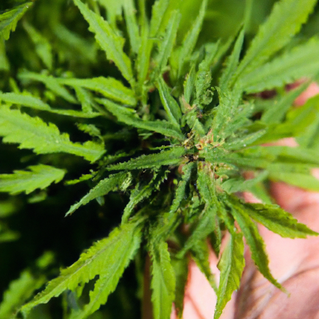 Maximizing Sustainability in Cannabis Cultivation